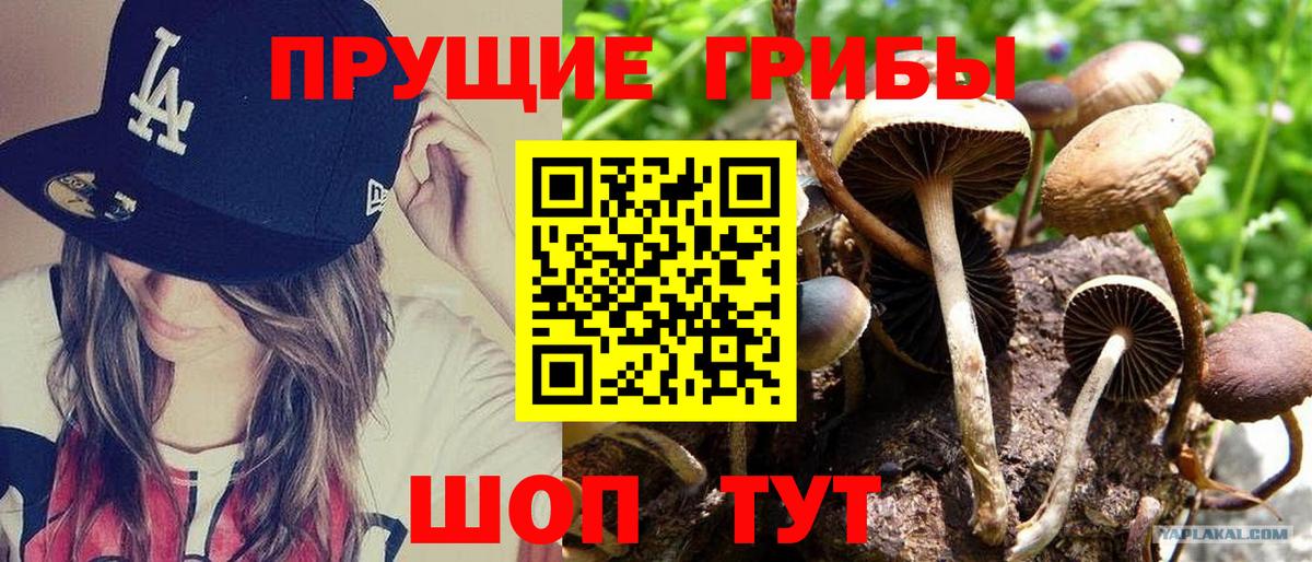 Галлюциногенные грибы MAGIC MUSHROOMS  Галлюциногенные грибы Psilocybe  Северск 